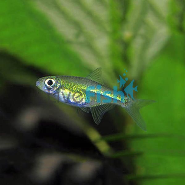 Green Neon Rasbora 1.5cm