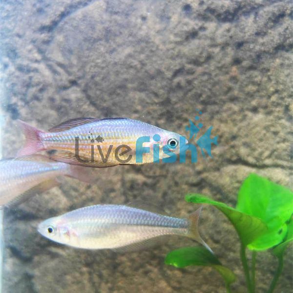 Middlebrook - Eastern Rainbow 5cm