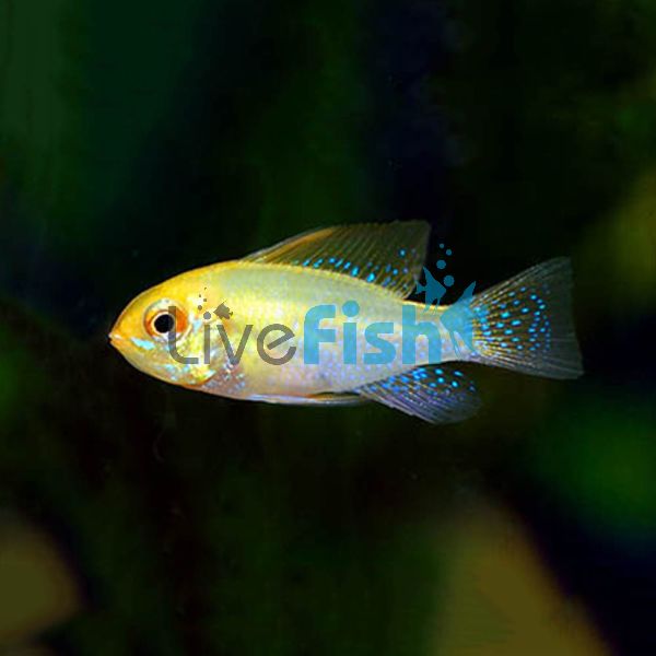 Ramirezi Gold Head Electric Blue 3.5cm