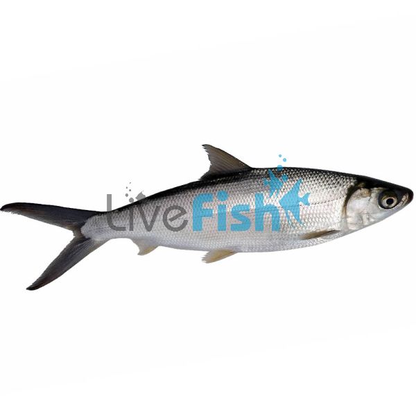 Milkfish - Brackish 10cm