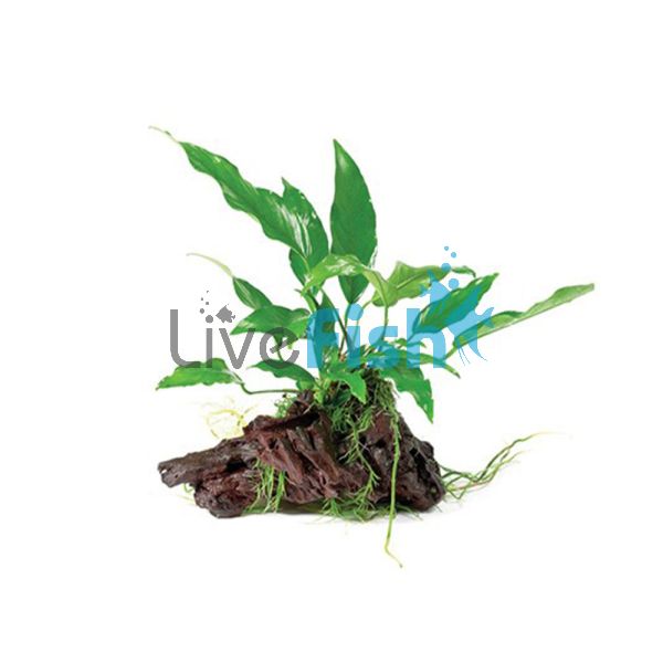 Assorted Anubias - Mini Driftwood
