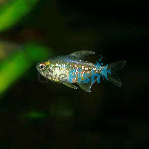 Diamond Tetra 2.5cm