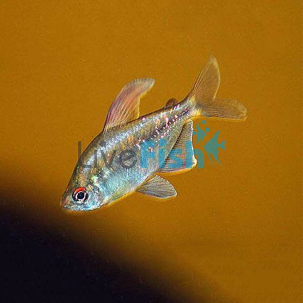 Diamond Tetra 3.5cm 