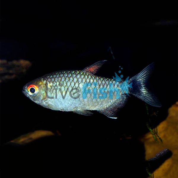 Red Eye Tetra - Lamp Eye 3.5cm