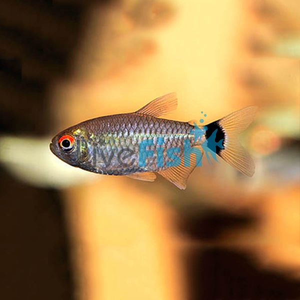 Red Eye Tetra - Lamp Eye 3cm