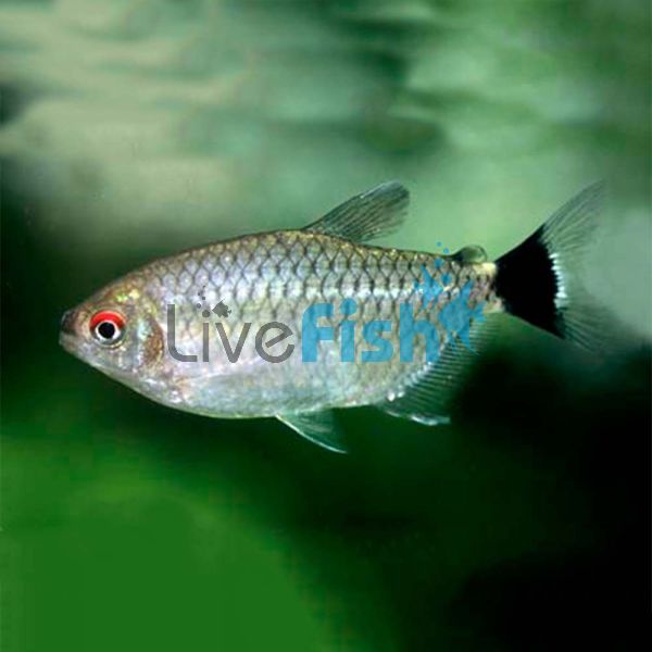 Red Eye Tetra - Lamp Eye 4cm