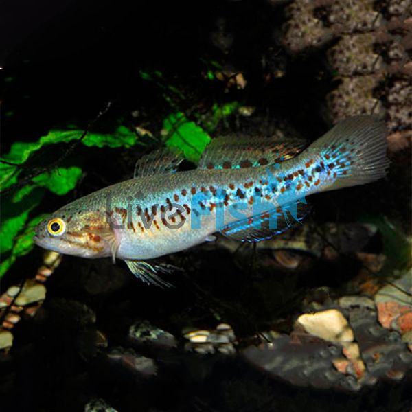 Purple Spotted Gudgeon 7cm