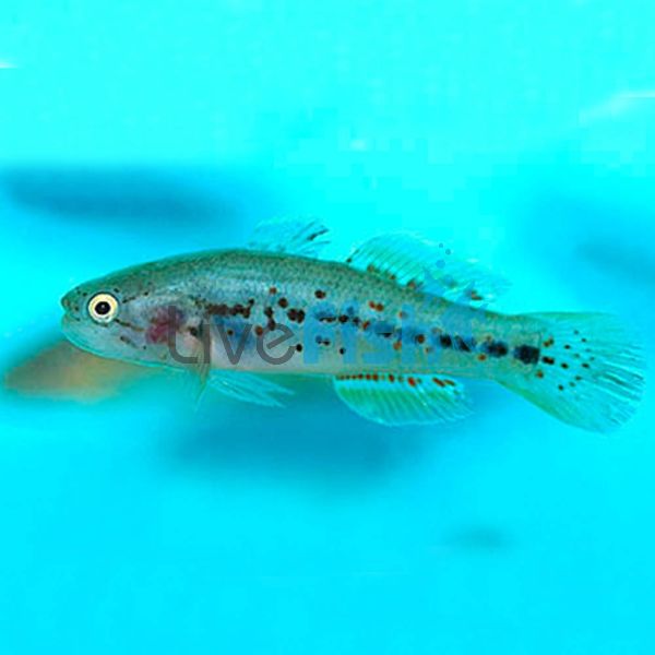 Gudgeon Purple Spotted - Malanda 5cm