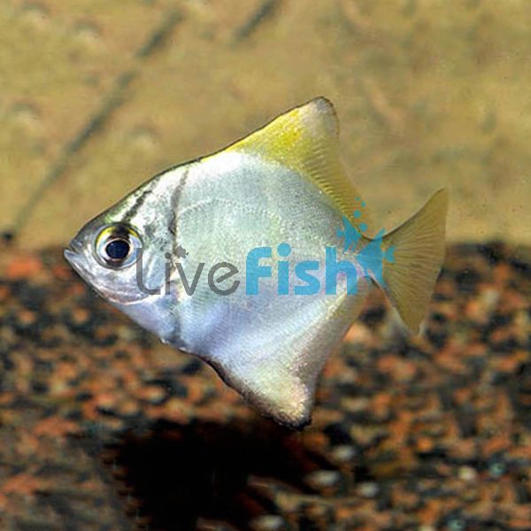 Mono Argent Brackish 4cm