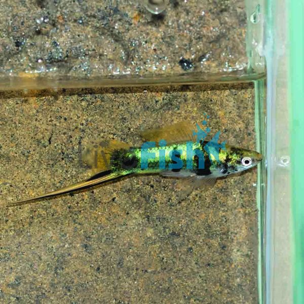 Montezumae Swordtail 5cm