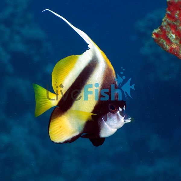 Moorish Idol - Large