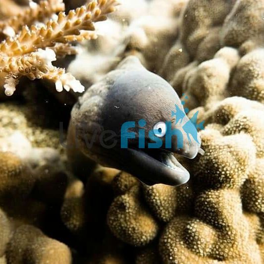 White Eyed Moray Eel