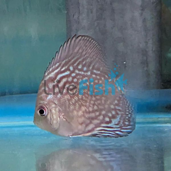 Mosaic Turquoise Discus 7cm