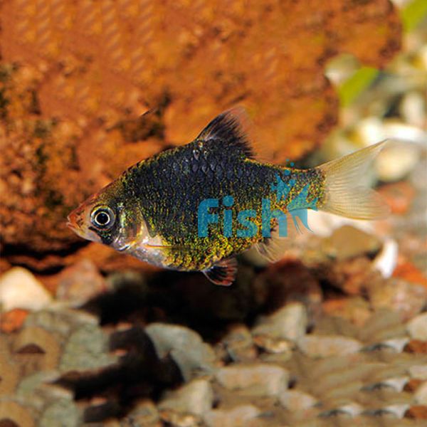 Moss Green Tiger Barb 4cm