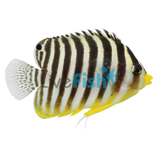 Multi Barred Angelfish - Medium