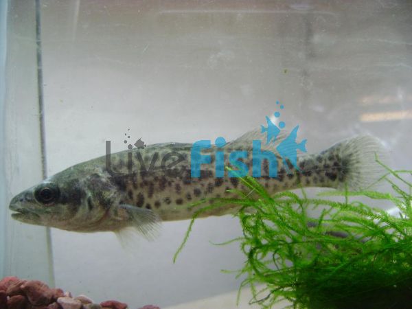 Murray Cod 6cm