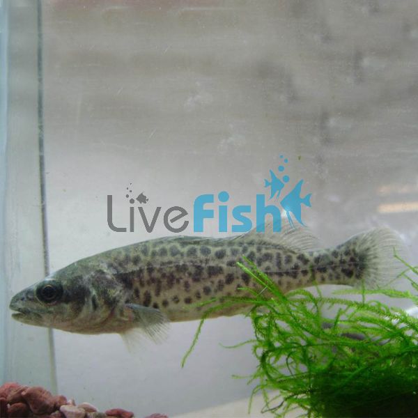 Murray Cod 9cm