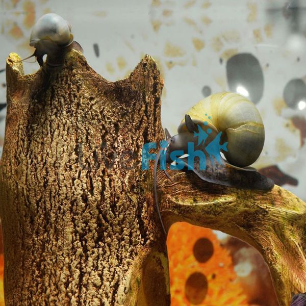 Mystery Purple Foot Snail - Small