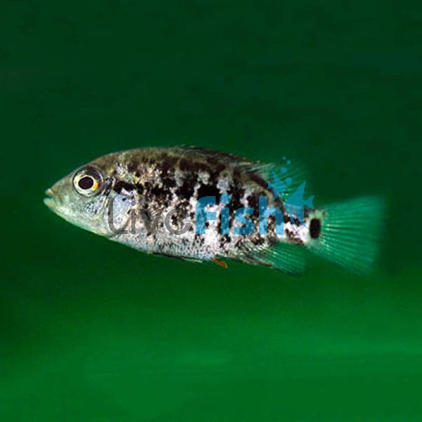 Nandopsis Haitiensis 5cm