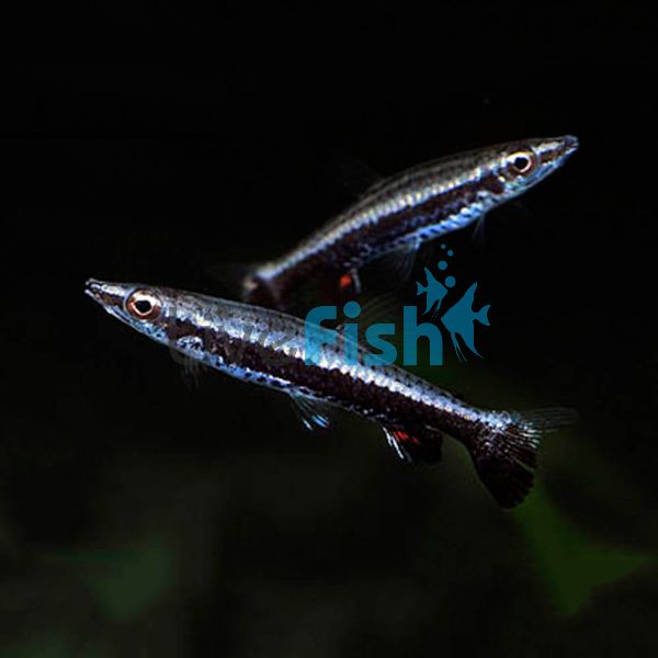 Rockettail Pencilfish Wild 3cm