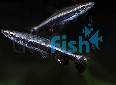 Rocket Tail Pencilfish 3cm