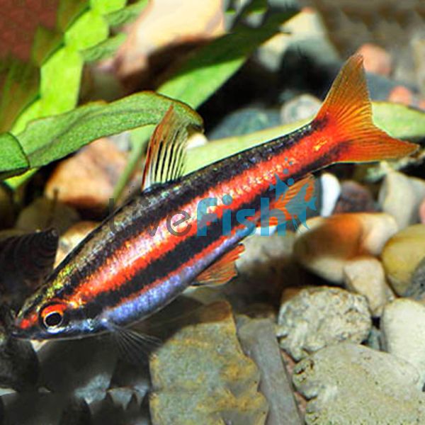 Red Dwarf Pencilfish 3cm