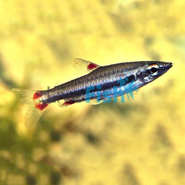 Three Lined Pencilfish 3.5cm