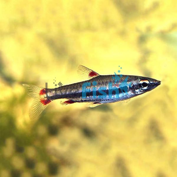 Three Lined Pencilfish 3cm