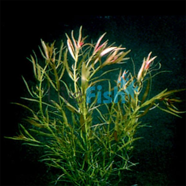 Needle Ludwigia Bunch