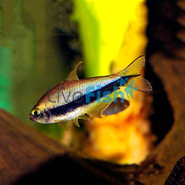 Emperor Tetra 2cm