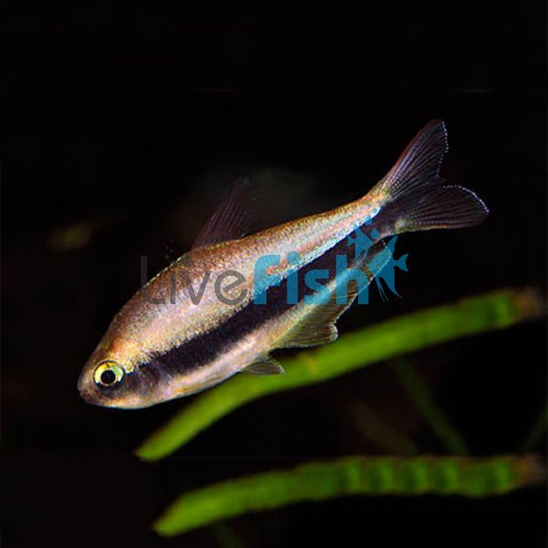 Emperor Tetra 4cm