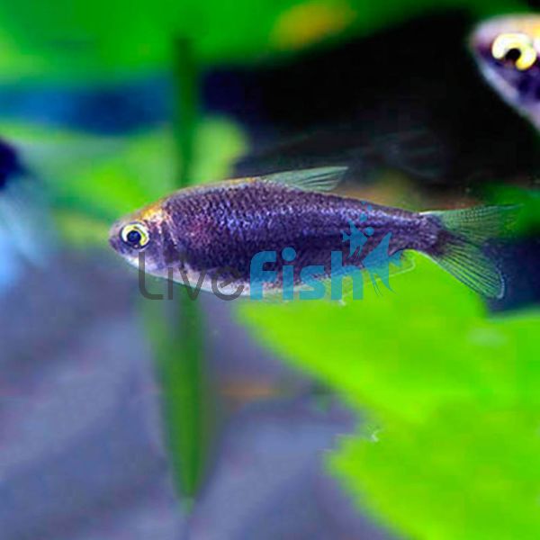 Black Emperor Tetra 3cm