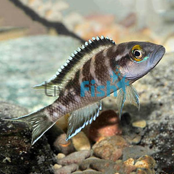 Neolamprologus Buescher Kavala 5cm