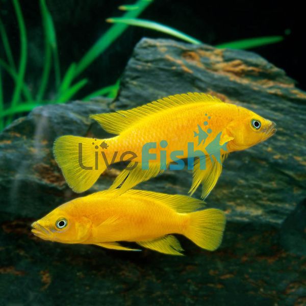 Lemon Cichlid 5cm