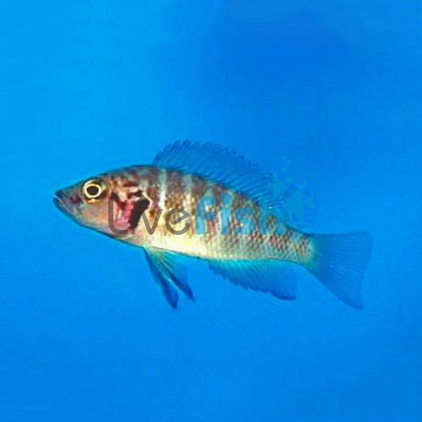 Neolamprologus Mustax Savoryi 3.5cm