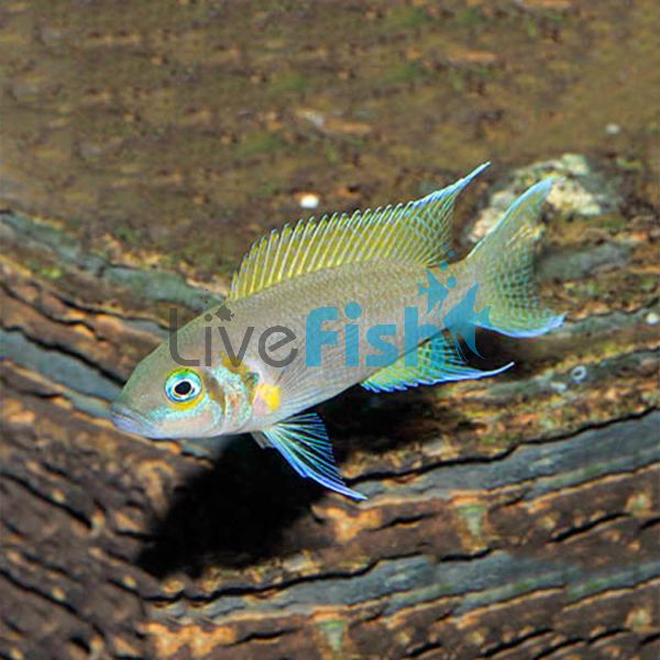 Daffodil Princess Cichlid 4cm