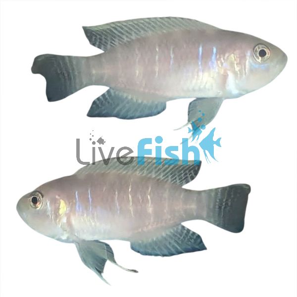Neolamprologus Brevis - Sun Spot 3cm