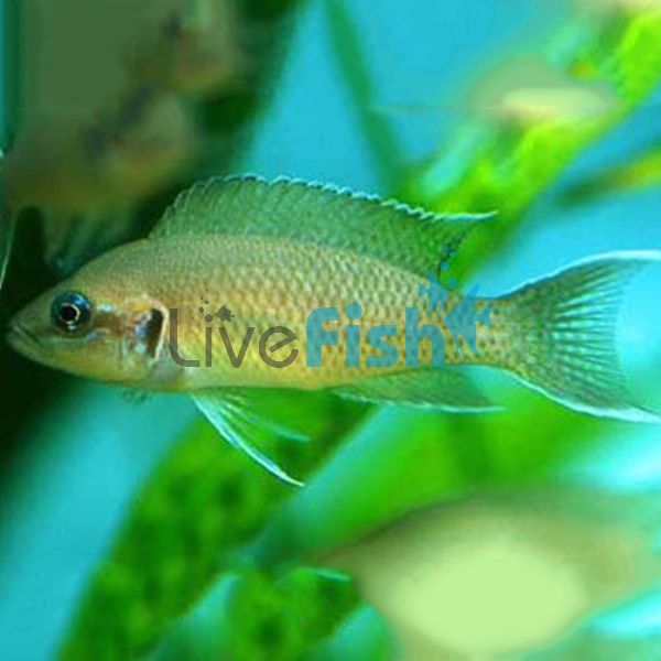 Princess Cichlid Fulwe Rocks - Greenface 3cm