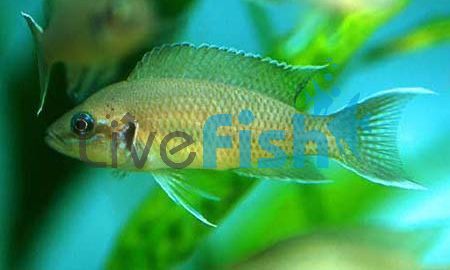 Princess Cichlid Fulwe Rocks - Greenface 3.5cm
