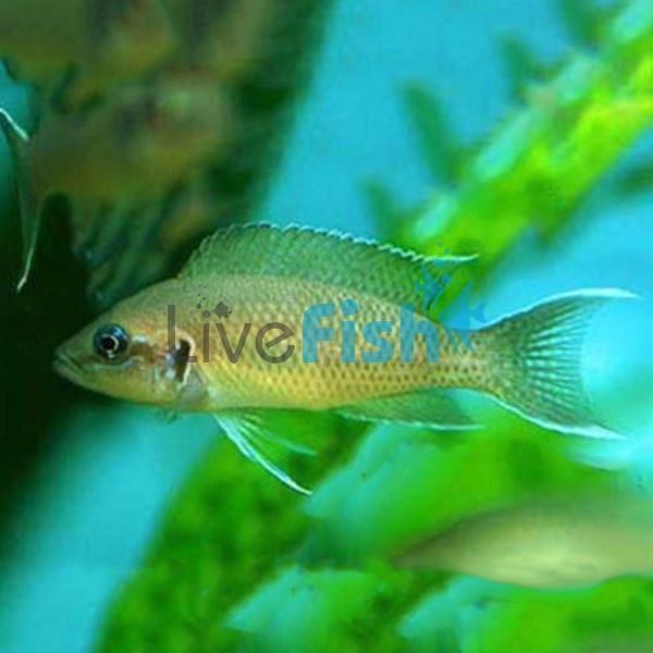 Princess Cichlid 2.5cm