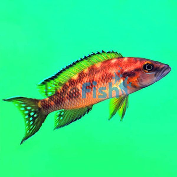 Neolamprologus Buescheri Katoto 5cm