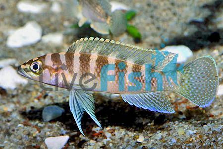 Neolamprologus Cylindricus 2cm
