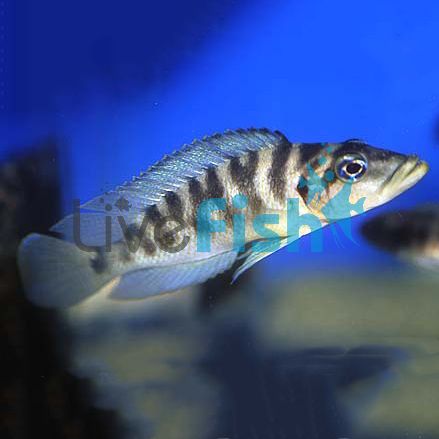 Altolamprologus Fasciatus 5cm