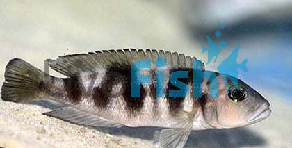 Lepidiolamprologus Hecqui 4cm