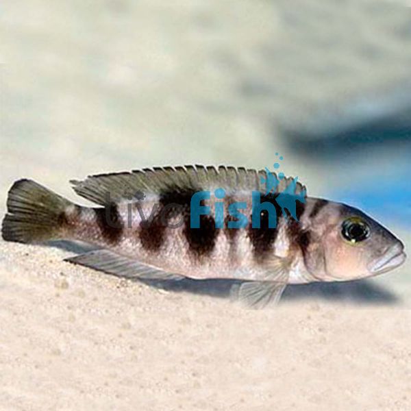 Lepidiolamprologus Hecqui 3cm