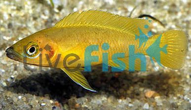 Neolamprologus Leleupi Lemon Cichlid 6cm
