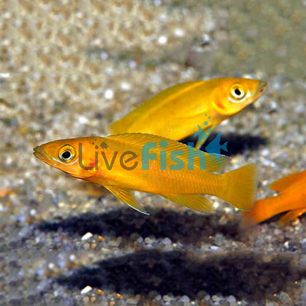 Orange Lemon Cichlid 4cm