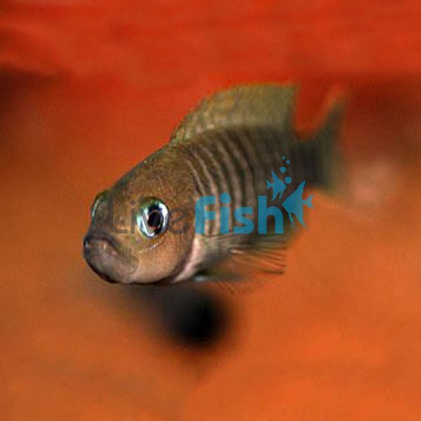 Neolamprologus Multifasciatus 4cm 