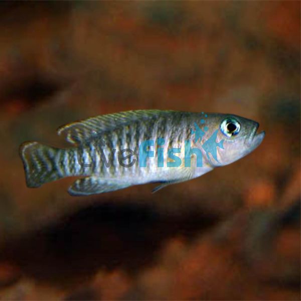 Neolamprologus Multifasciatus 3.5cm