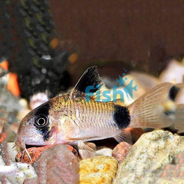 Panda Corydoras 3cm